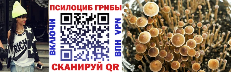 shop телеграм  Оса  Псилоцибиновые грибы мицелий  kraken сайт 